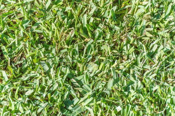 Centipede Lawn Installation