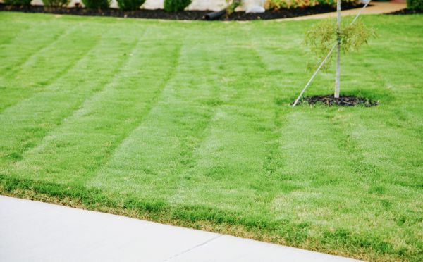 Kentucky Bluegrass Sod Service - Kentucky Bluegrass Sod Service Fredericksburg, Virginia
