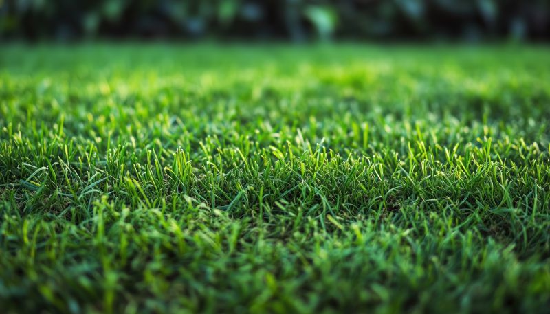 Fescue Sod Installation in Rockwall, TX