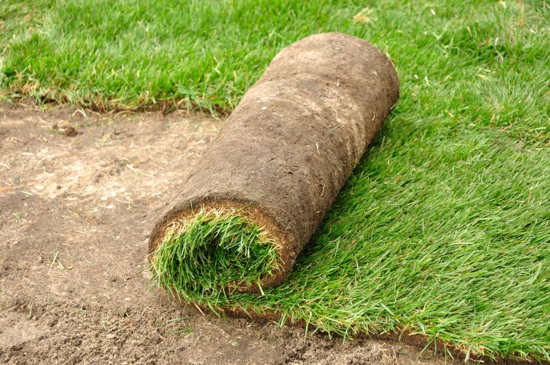 Healthy sod roots